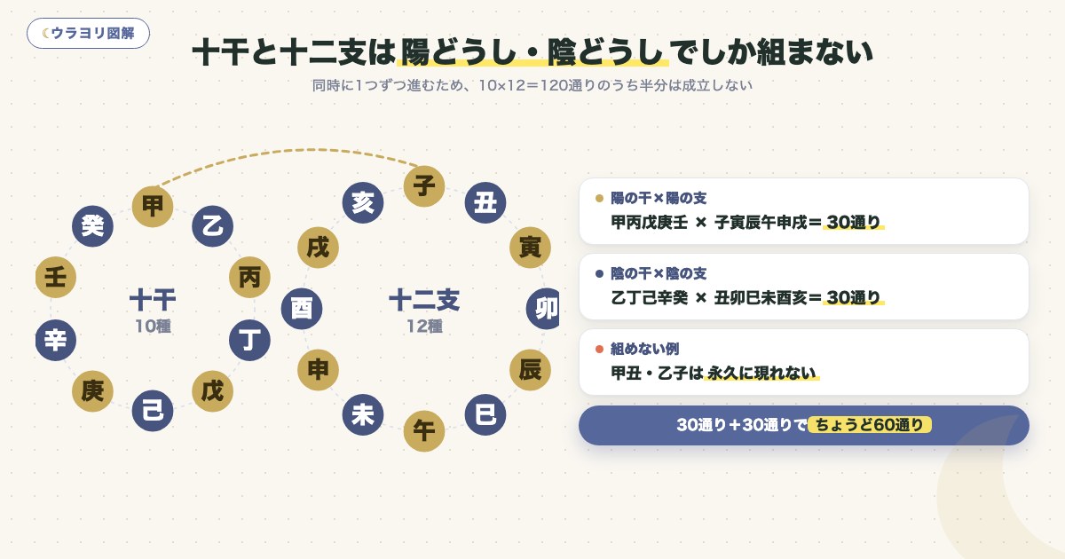 図解:十干と十二支は陽どうし・陰どうしでしか組まない