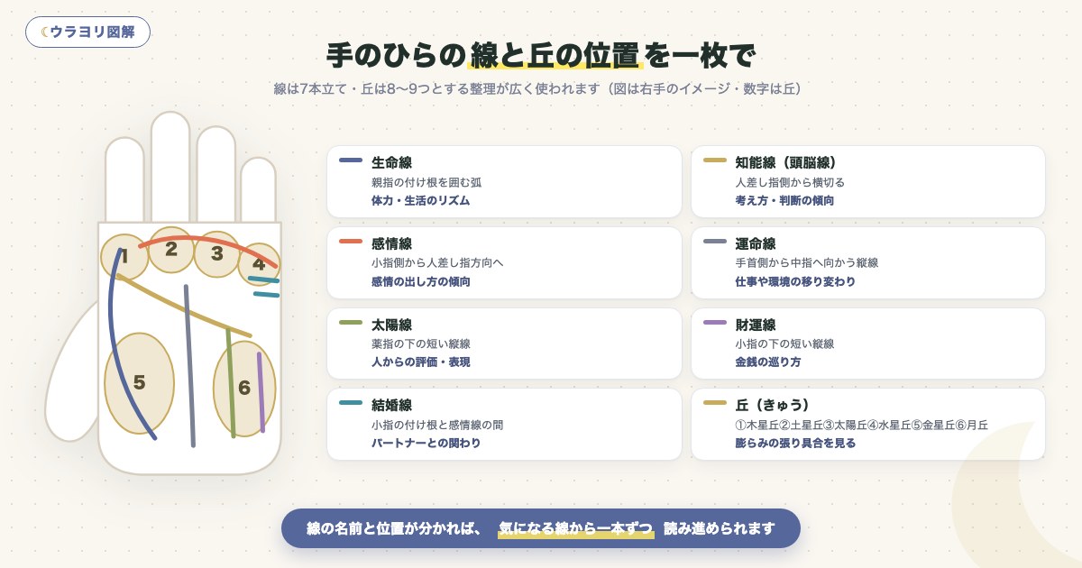 図解:手のひらの線と丘の位置を一枚で