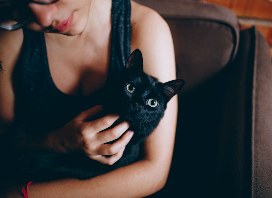 ソファで黒猫を膝にのせてなでる女性