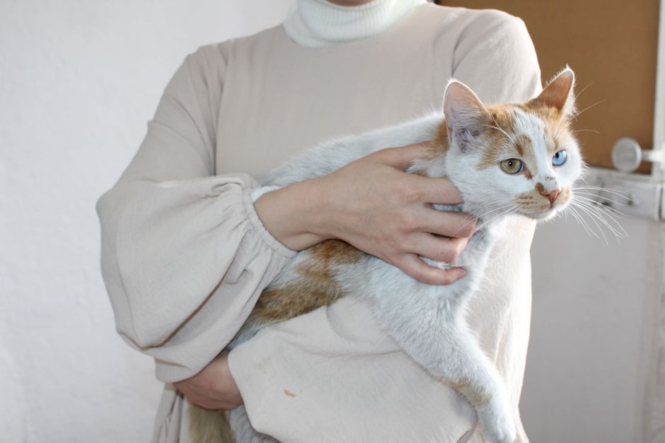 白い猫をやさしく抱く女性