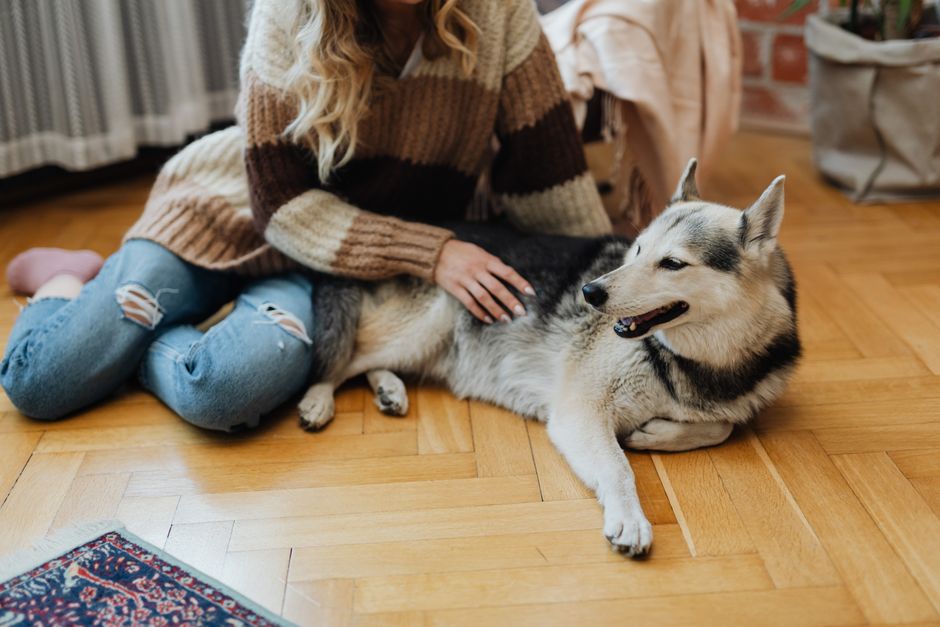 床でハスキー犬をなでる女性