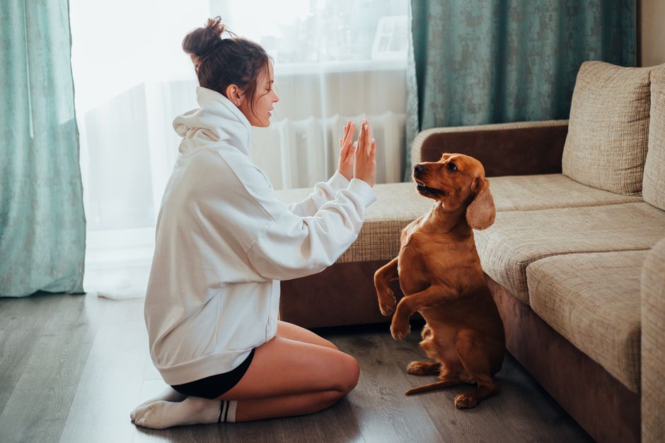 室内で犬にしつけをする女性