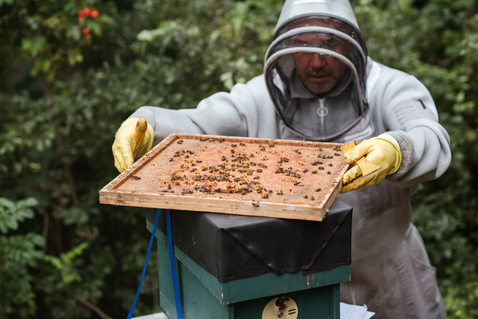 蜂の巣から蜜を採る養蜂家