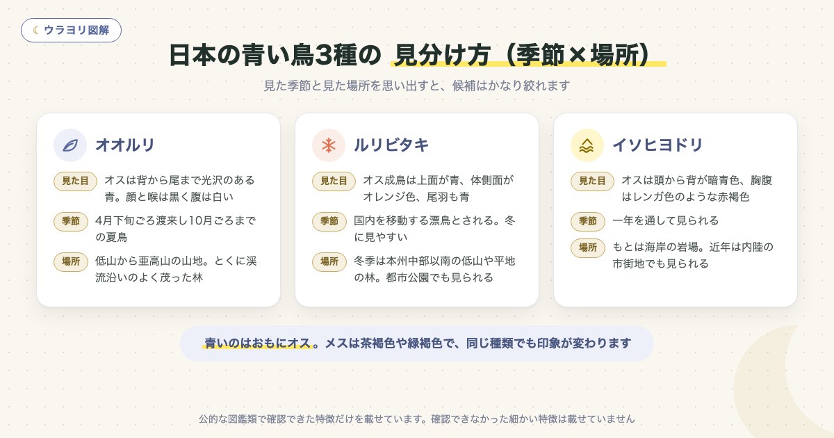図解:日本の青い鳥3種の 見分け方(季節×場所)