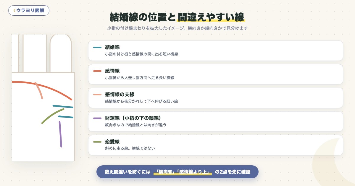 図解:結婚線の位置と間違えやすい線