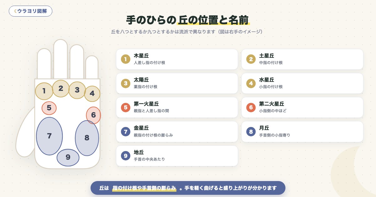図解:手のひらの丘の位置と名前