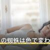 夢占いの蜘蛛は色で変わる？黒・白・茶色など色と大きさ別の意味