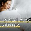 亡くなったペットの夢に猫が出てくる意味は？様子別の受け止め方